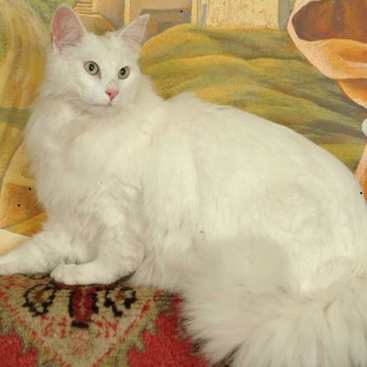 Turkish Angora