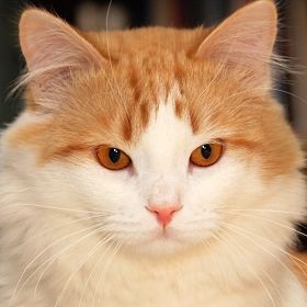 Turkish Van