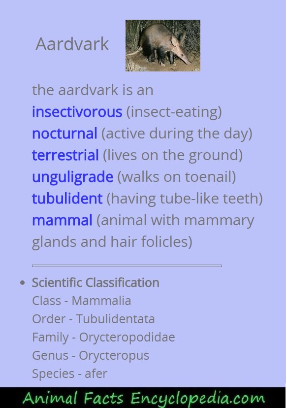 what kind of animal is an aardvark