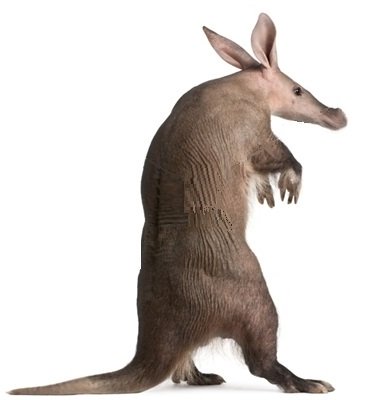 an aardvark standing on its hindlegs