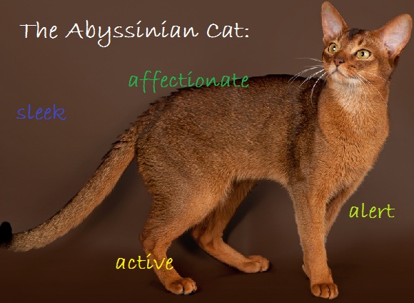 Abyssinian description