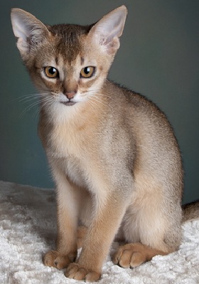 Abyssinian kitten