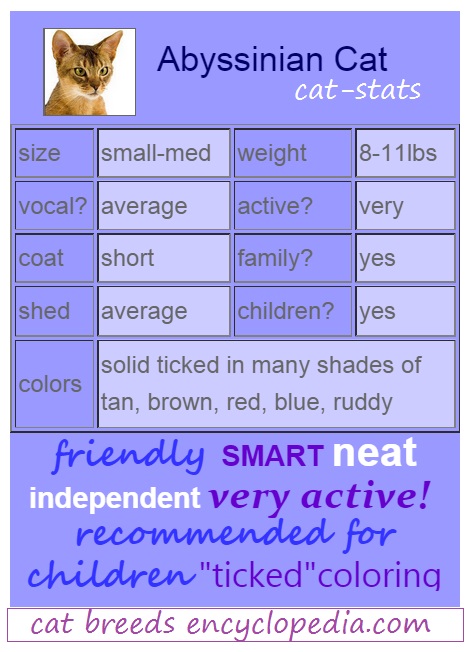 Abyssinian cat stats