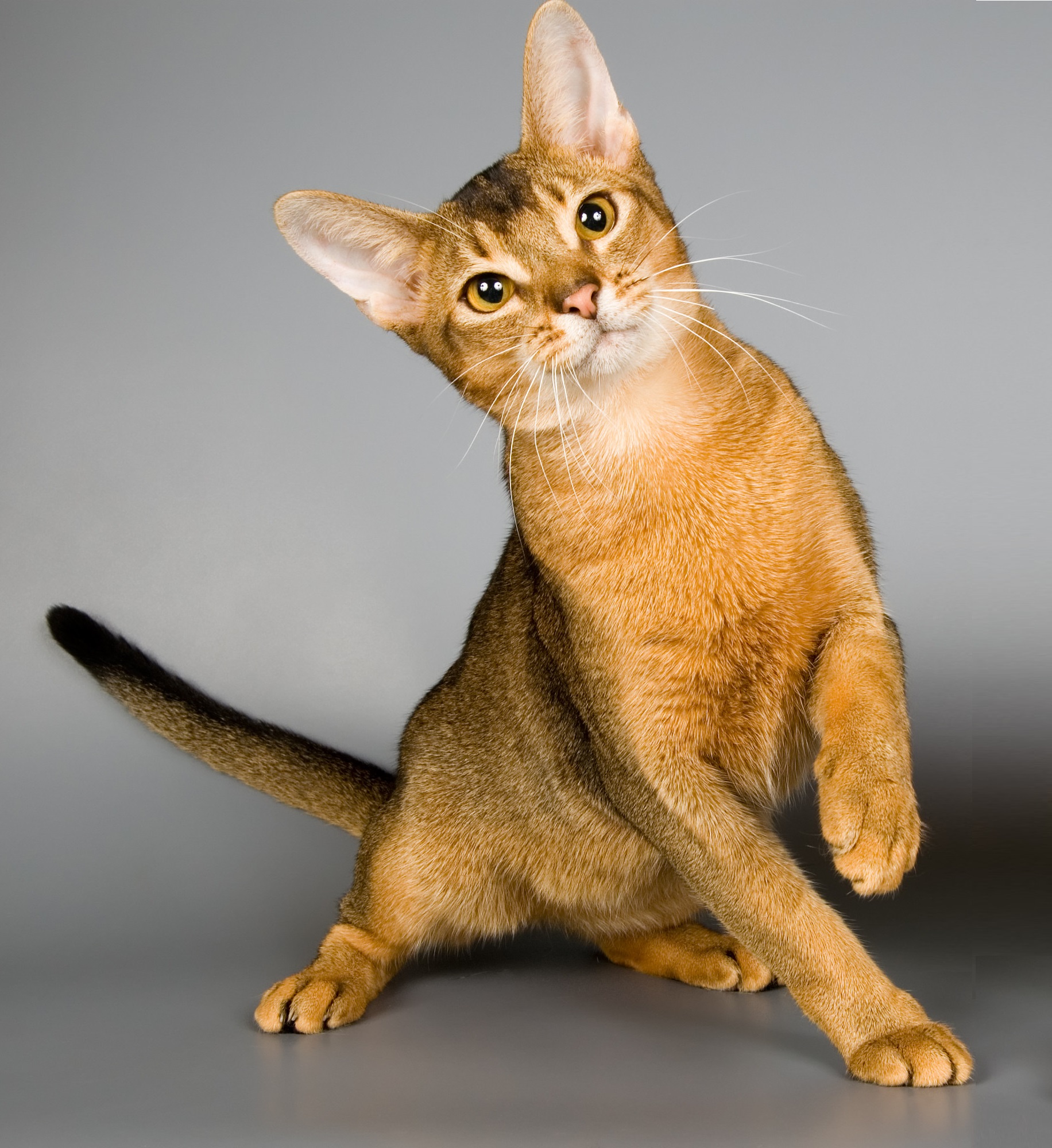 Abyssinian full