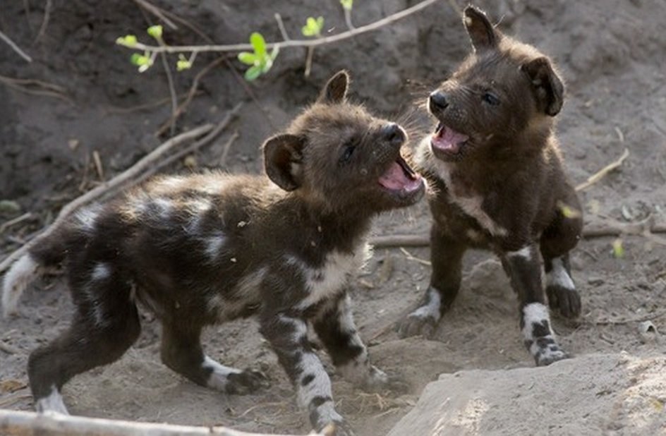 baby African wild dog pups
