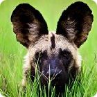 wild dog