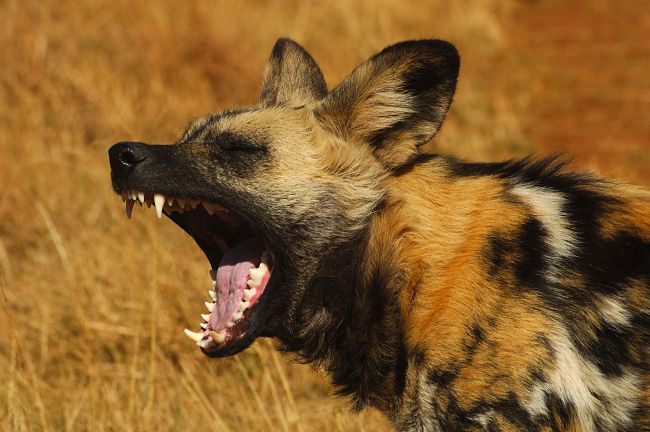 wild dog yawning