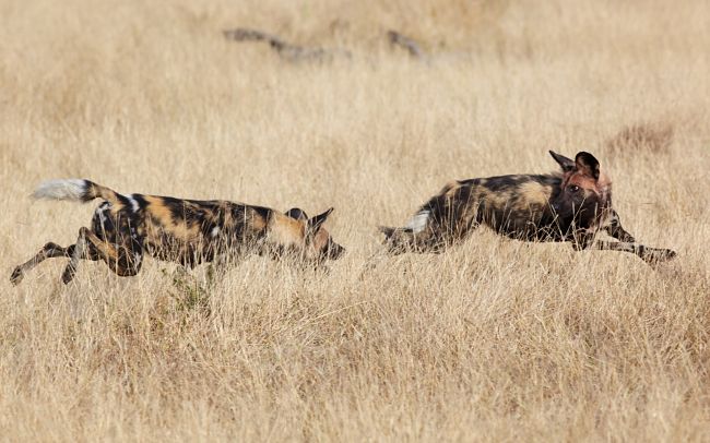 Cape hunting dogs playing
