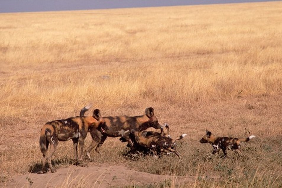 African wild dog family