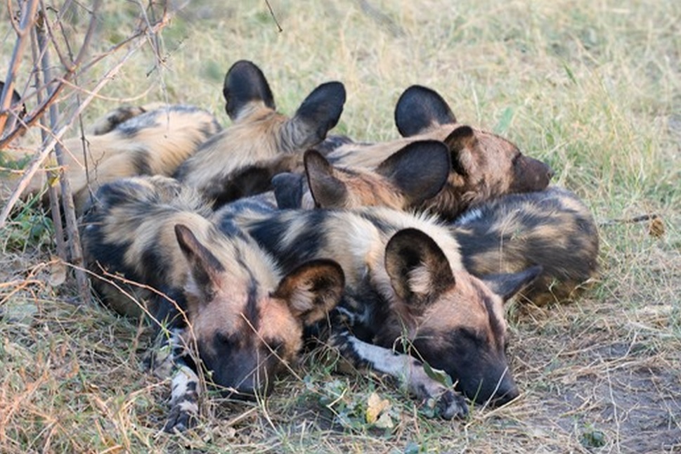 African wild dog sleep pile