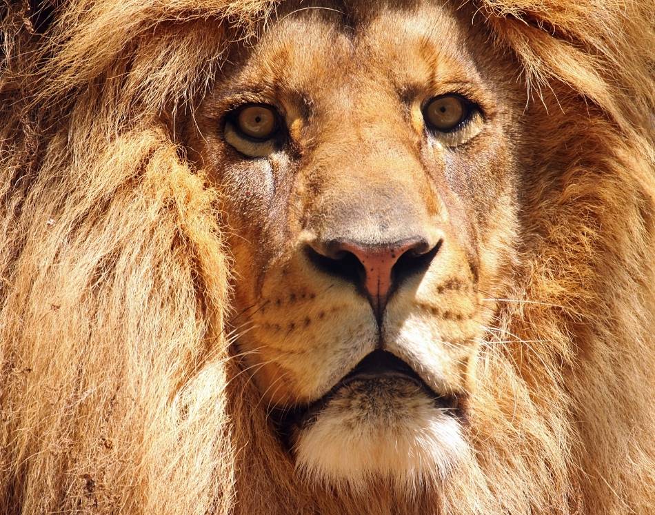 Animal Extreme Close-up - African Lion