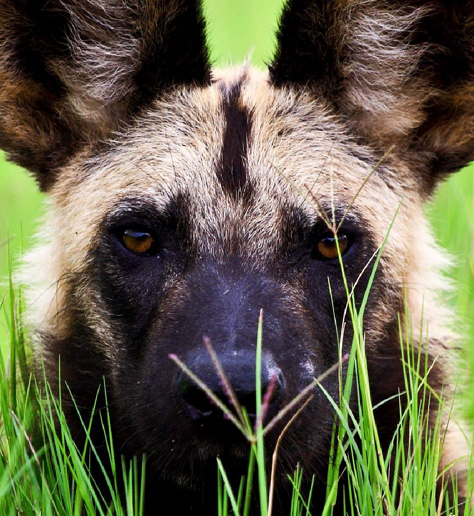 african wild dog extreme close-up