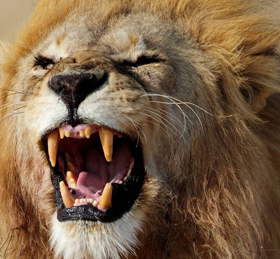 Animal Extreme Closeup - Angry Lion