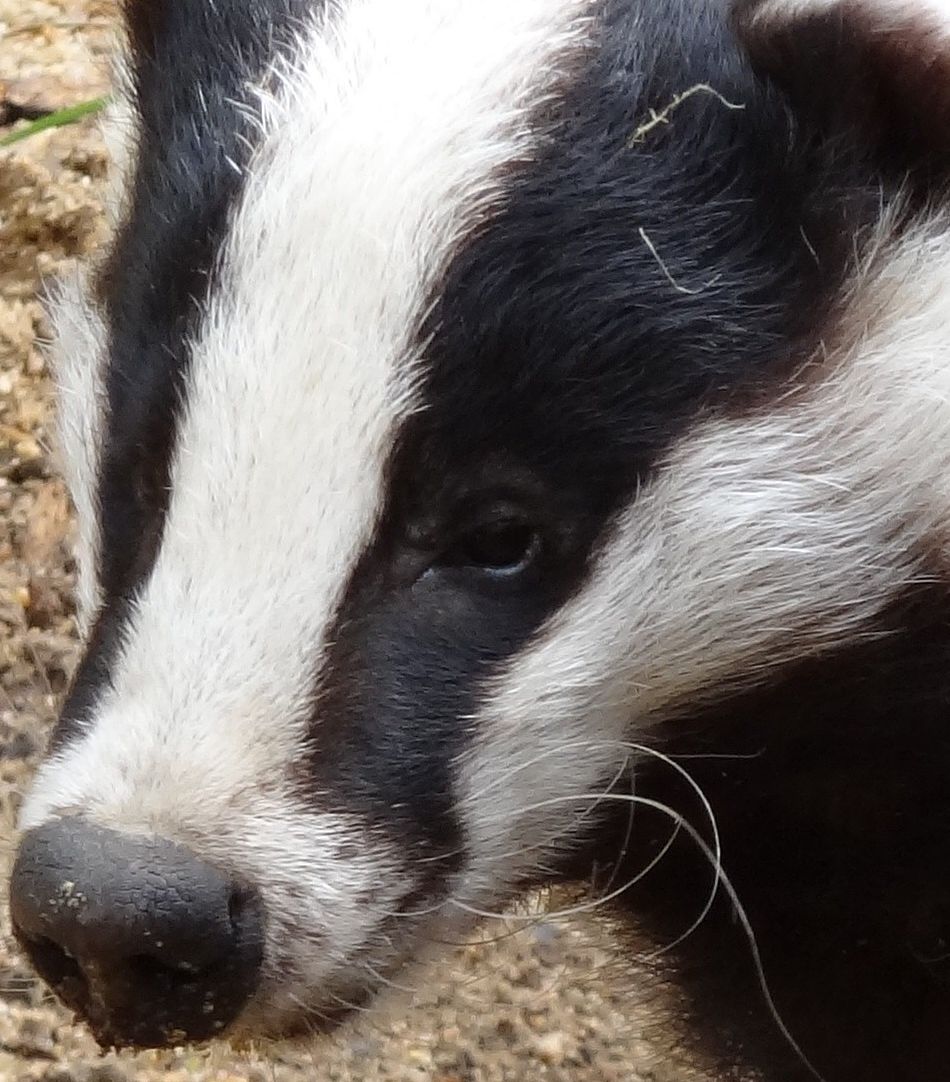 badger extreme close-up