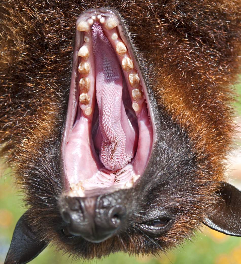 animal extreme close-up - flying fox