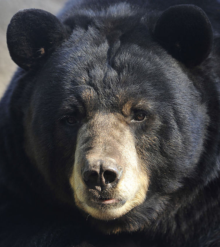 black bear extreme close-up