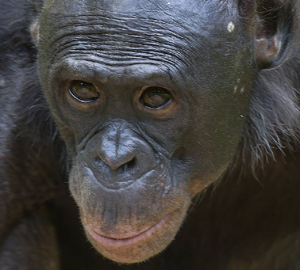 animal extreme close-up - bonobo