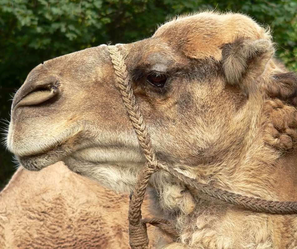 Animal Extreme Close-up - Camel