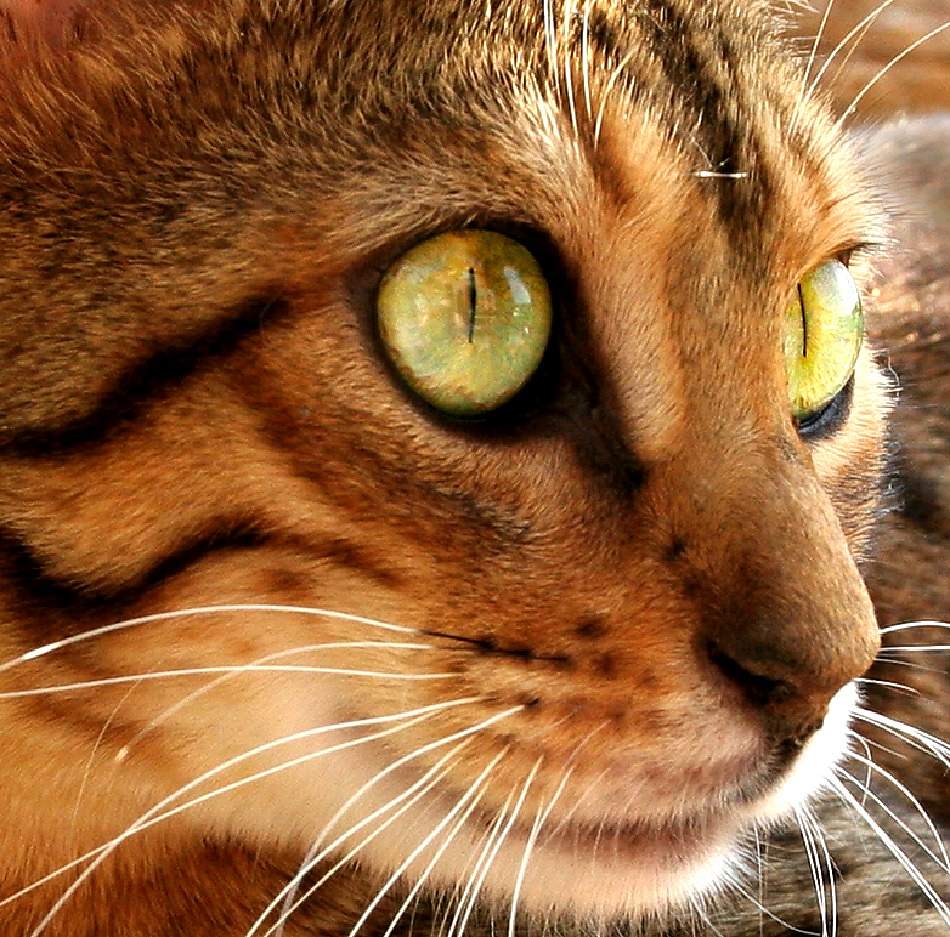 animal extreme closeup - Cat