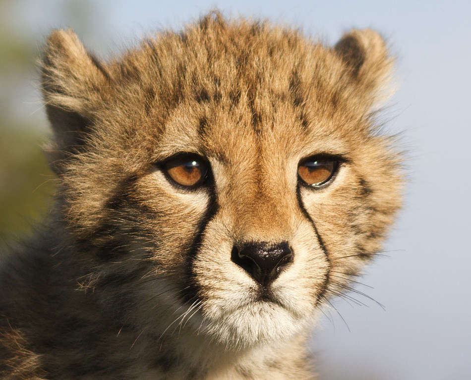 cheetah cub extreme close-up