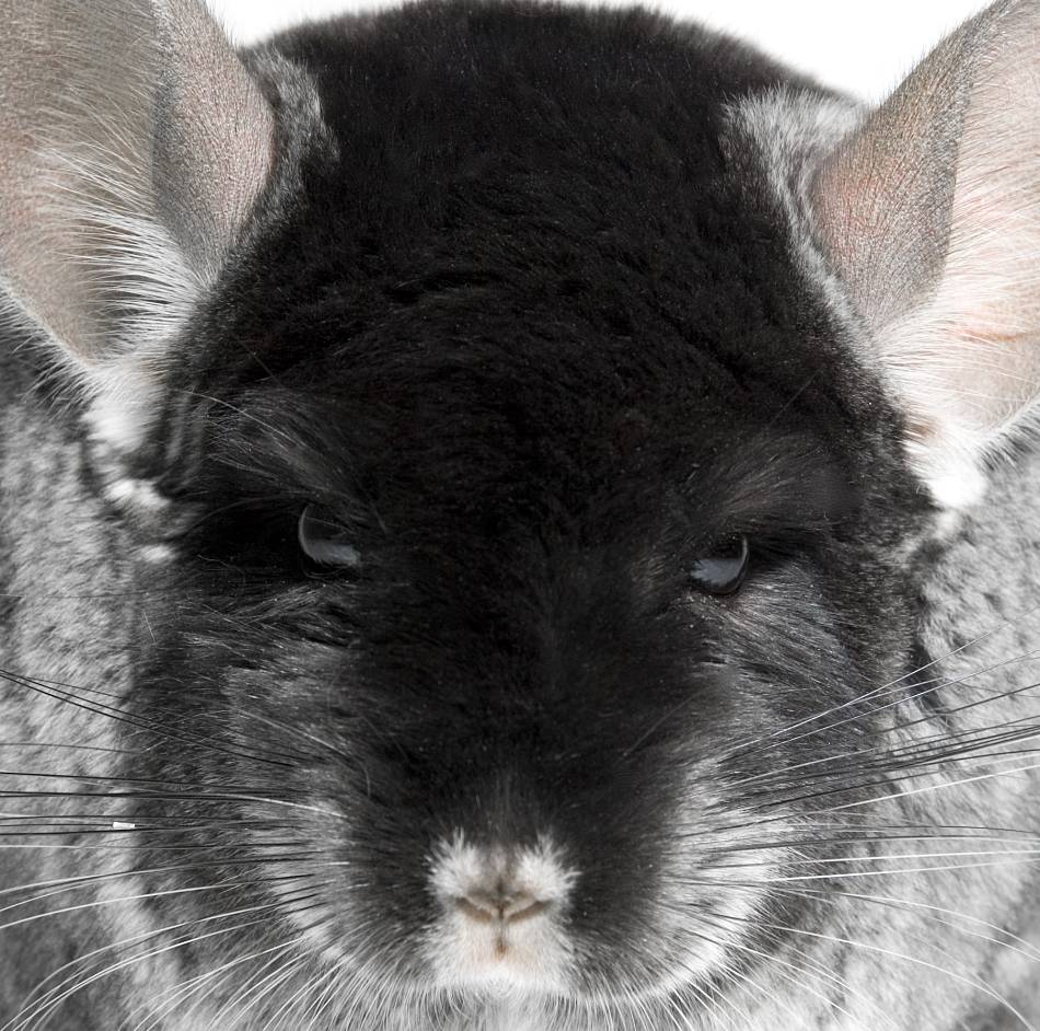 animal extreme close-up chinchilla