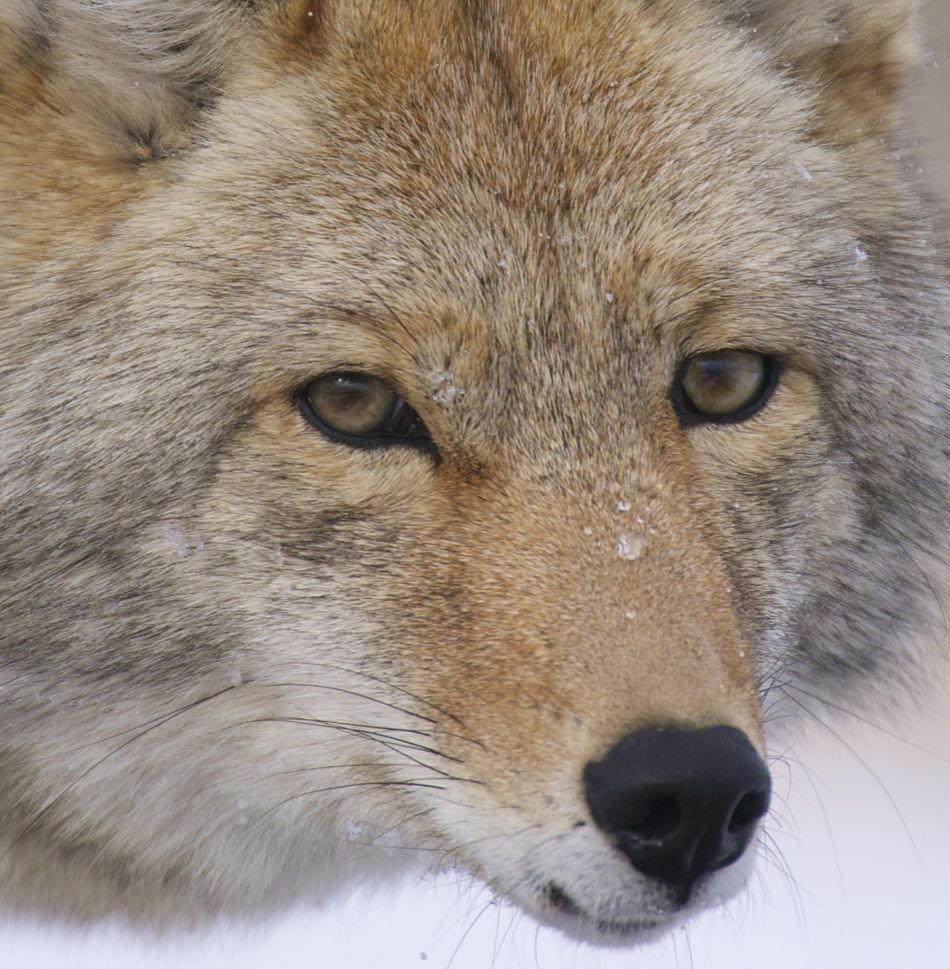 Animal Extreme Close-up - Coyote