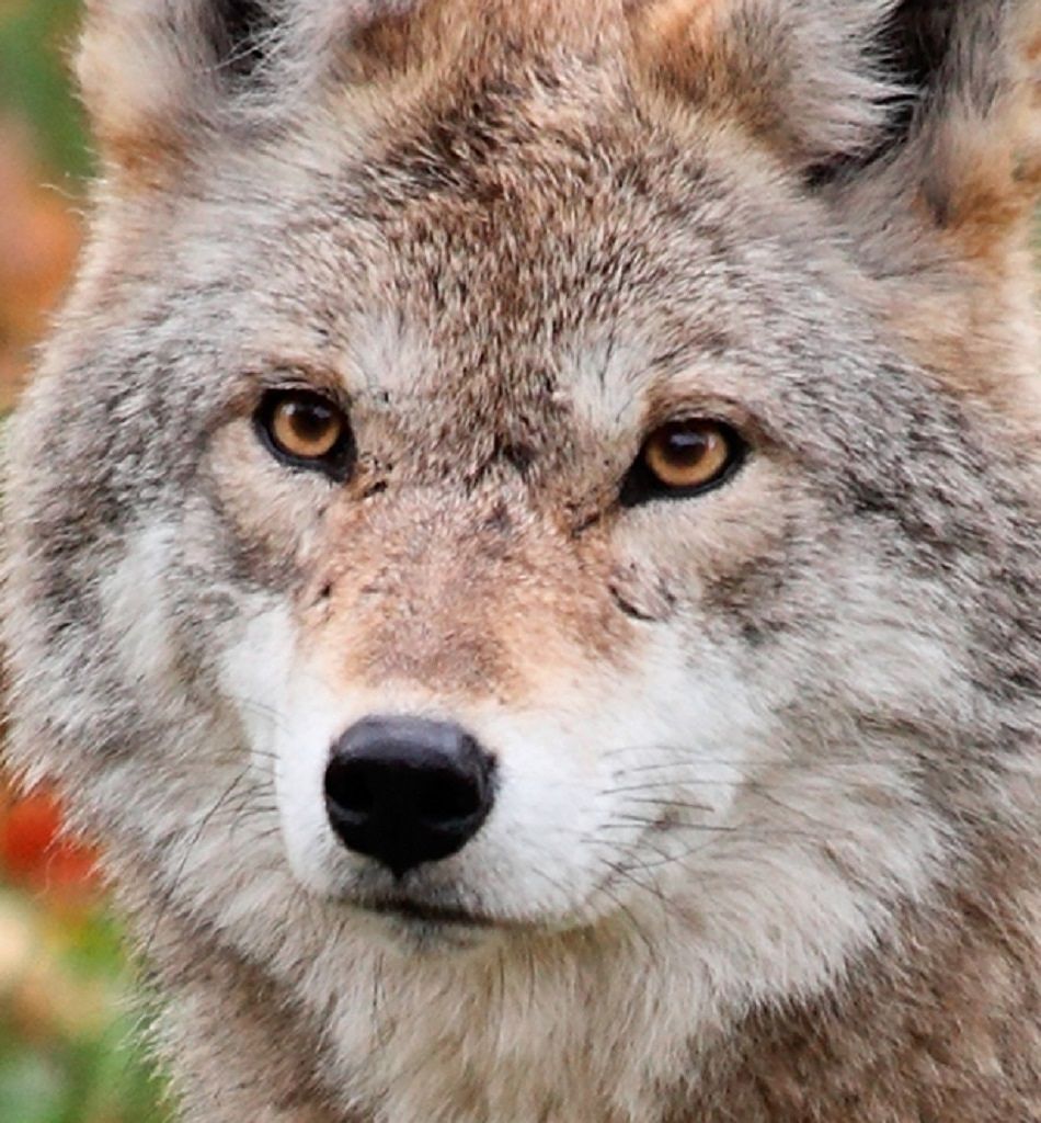 coyote extreme close-up