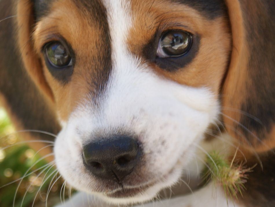 Animal extreme close-ups - dog