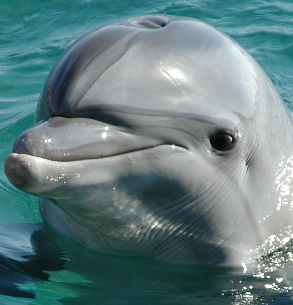 Animal Extreme Close-up - Dolphin
