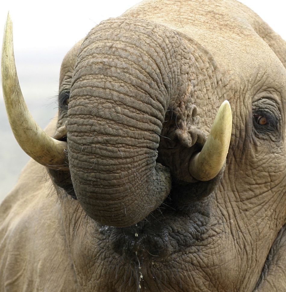 Animal Extreme Close-up - African Elephant