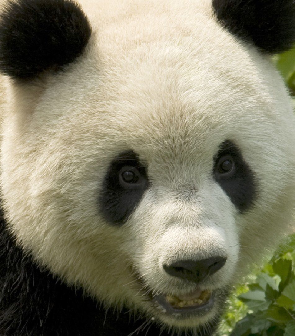 Animal Extreme Close-up - Giant Panda