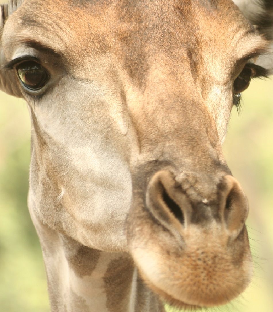 Animal Extreme Close-up - Giraffe