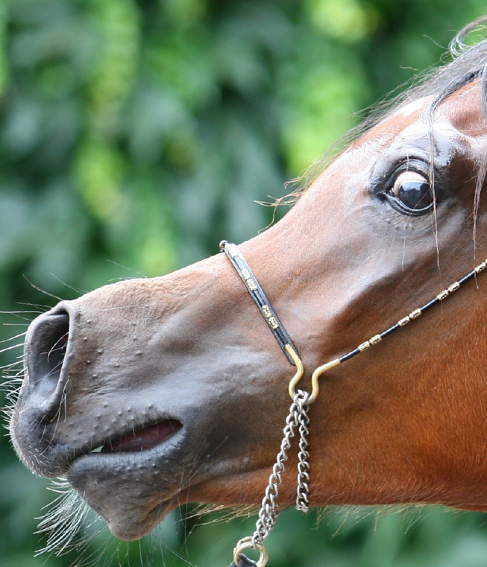 Animal-extreme-closeup-Arabian-Horse