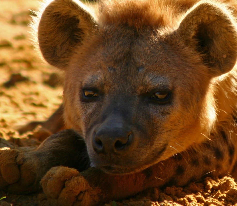 hyena extreme close-up
