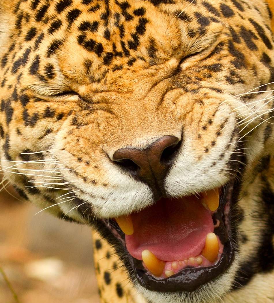 Animal Extreme Close-up - Laughing jaguar