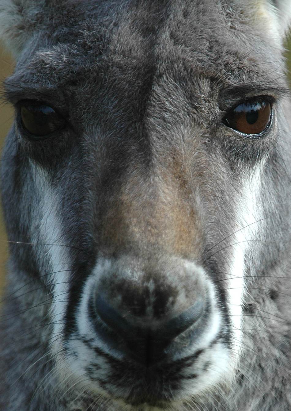 Animal Extreme Close-up - Kangaroo