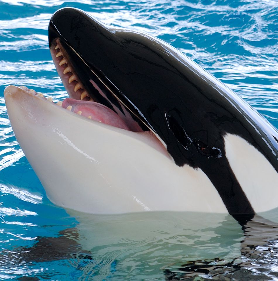 killer whale extreme close-up