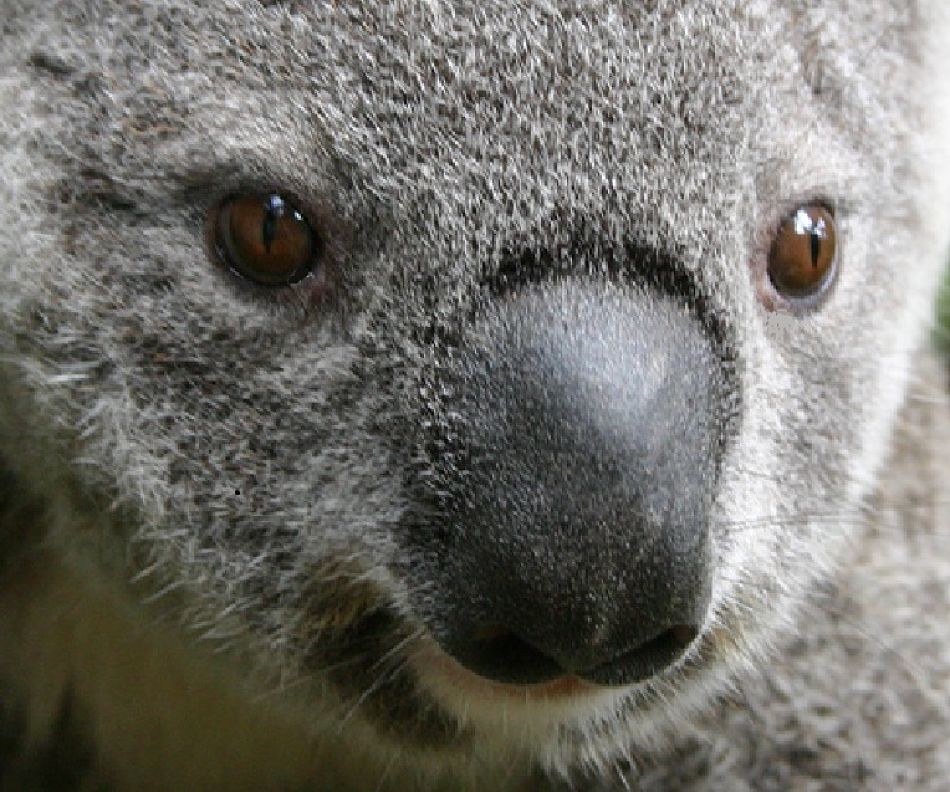 Animal Extreme Close-up - Koala