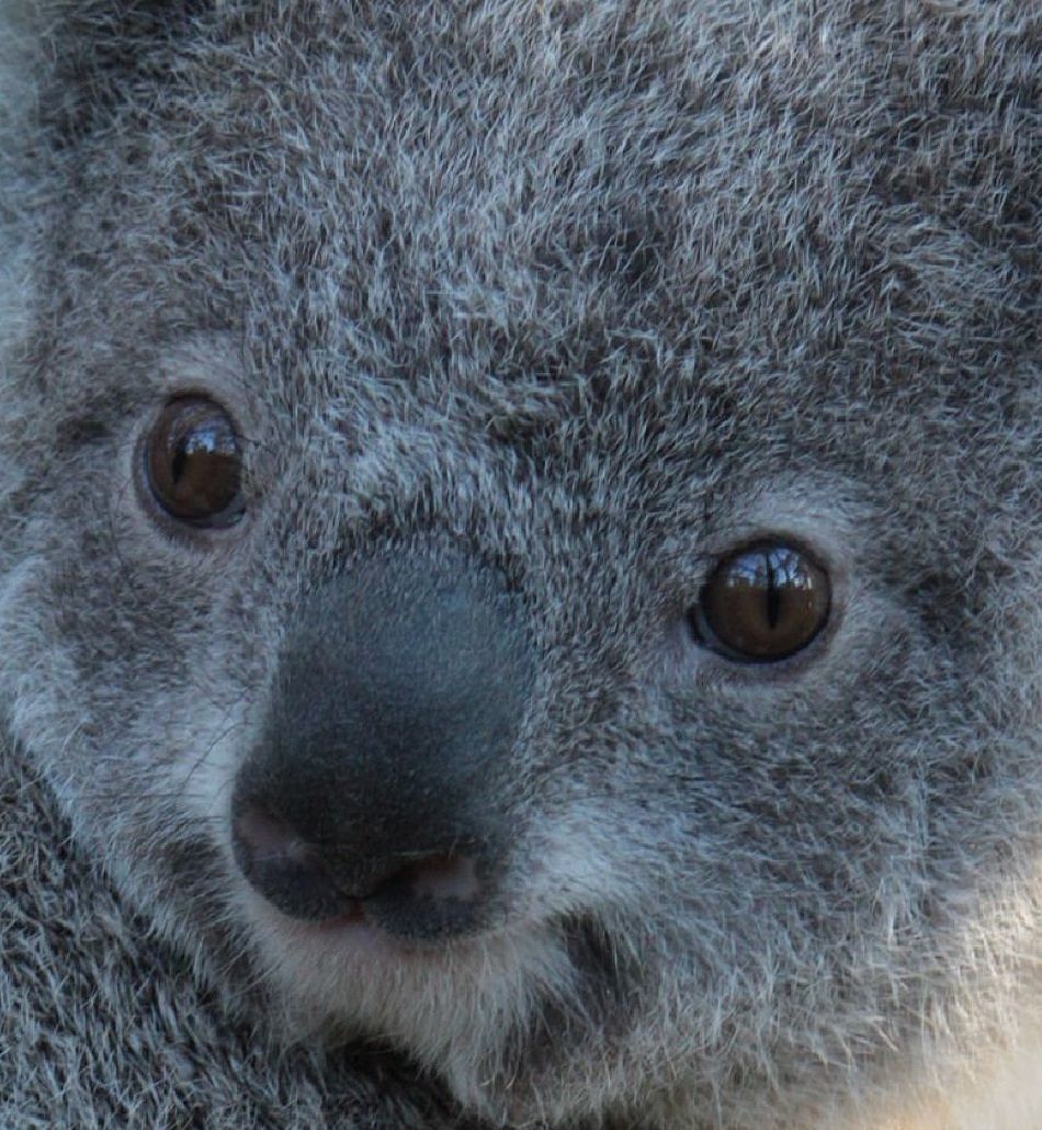 AnimalExtremeCloseup - Koala Bear