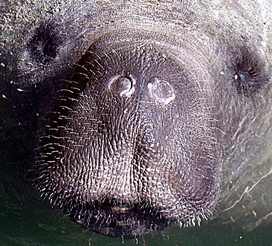 animal extreme closeup manatee