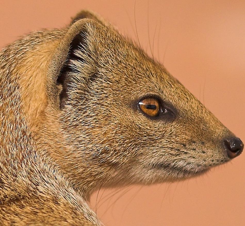 Animal Extreme Close-up - Mongoose