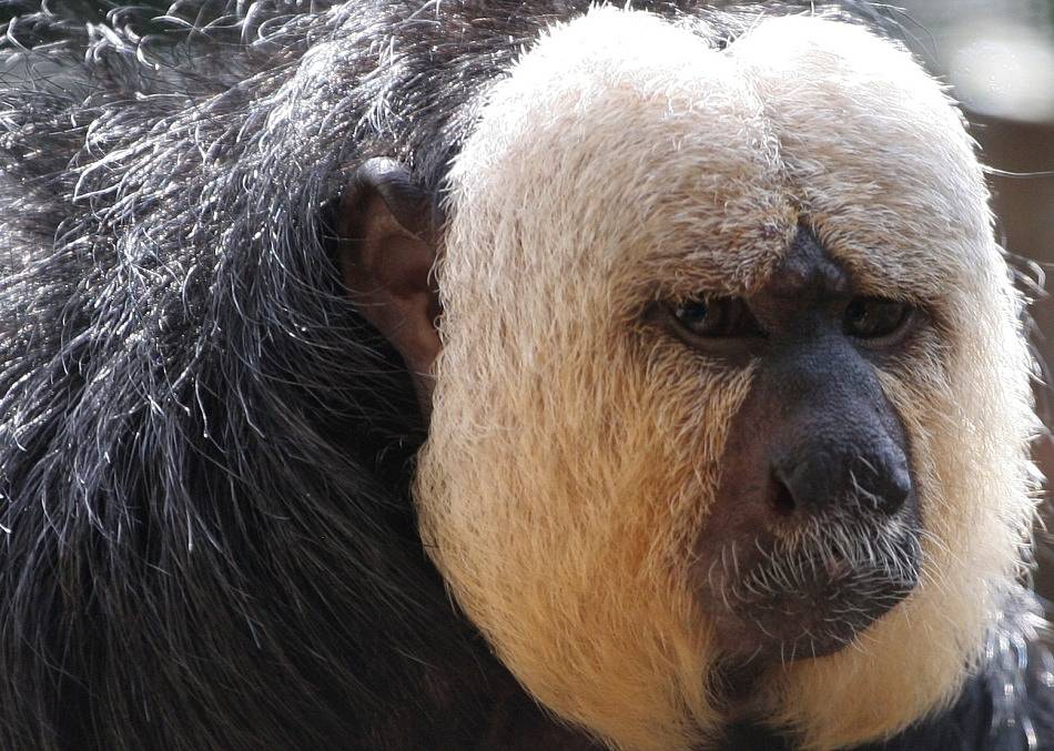 Animal Extreme Close-up - White face Saki Monkey