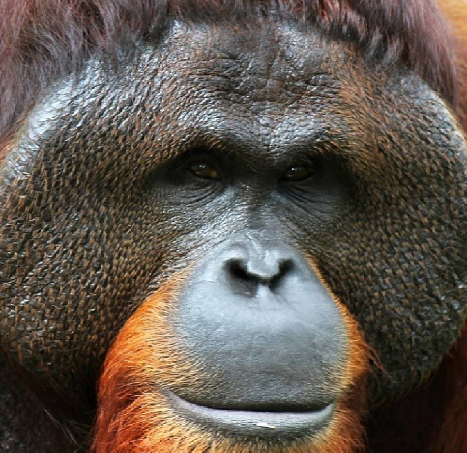 orangutan extreme close-up