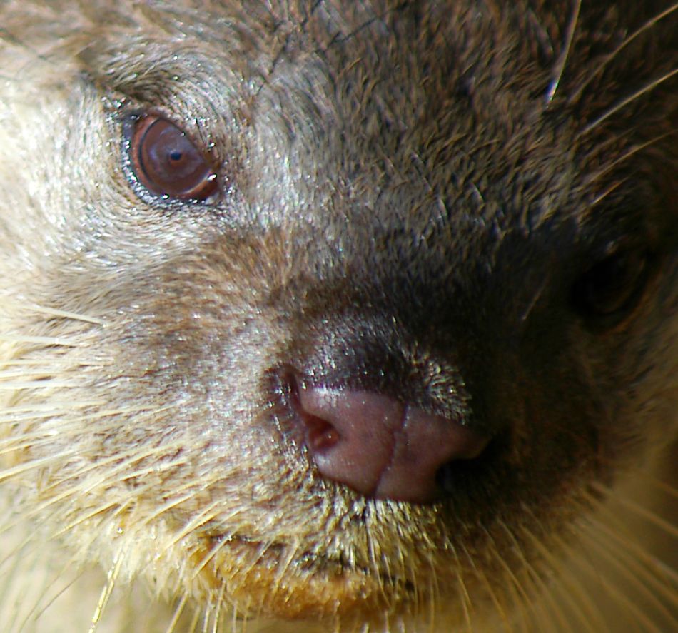 Animal Extreme Closeup - Otter