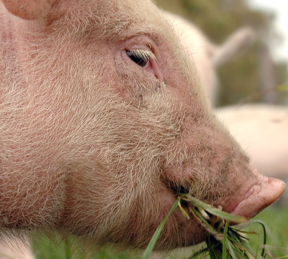 animal-extreme-closeup-pig