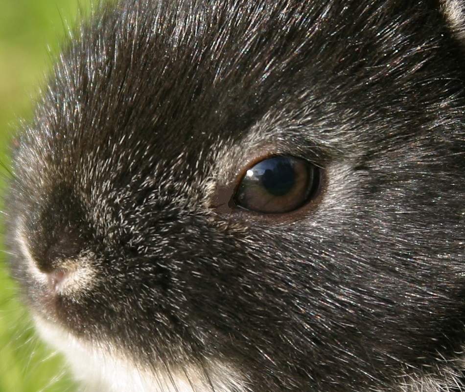 rabbit extreme close-up