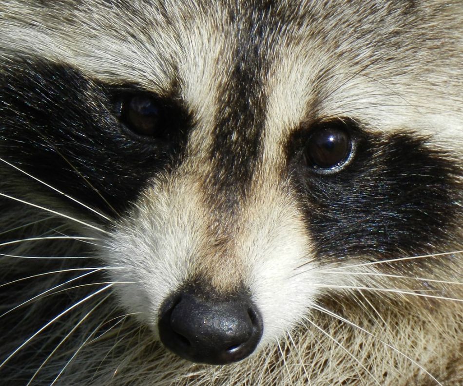 raccoon extreme close-up