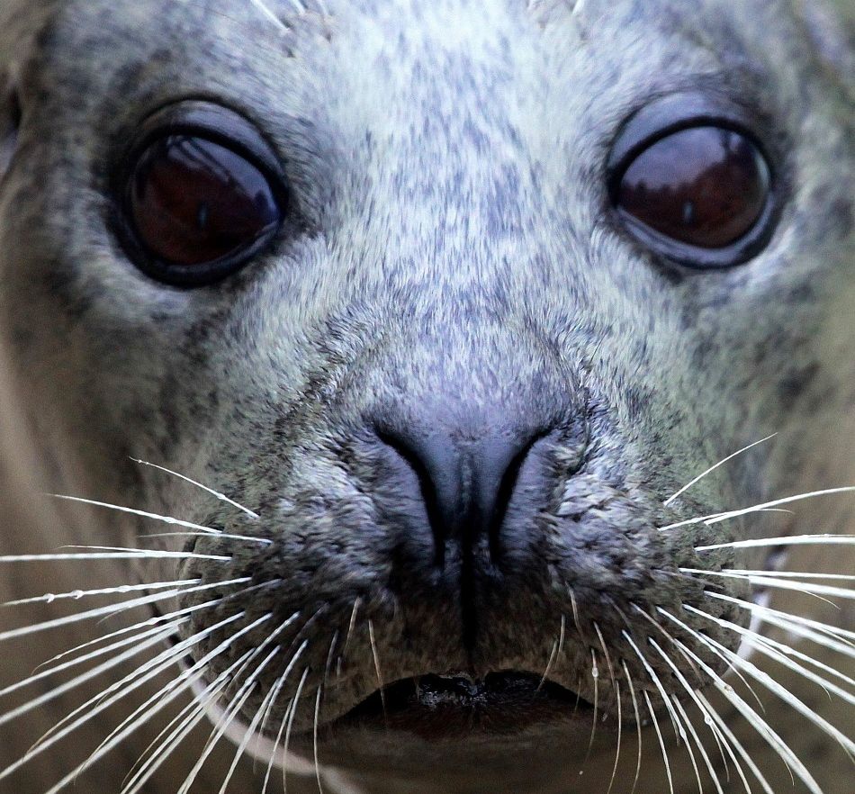 Animal Extreme Close-up Grey Seal