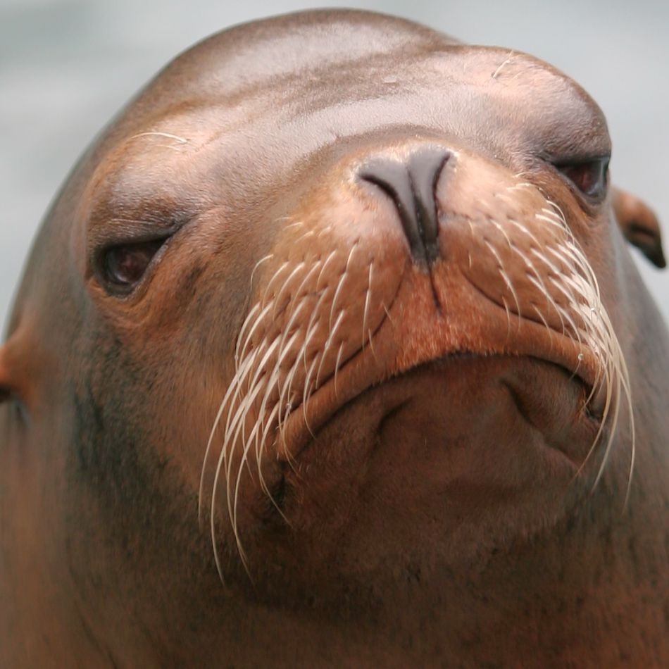 Ocean Animals - Animal Facts Encyclopedia Ocean Animals - Animal Facts Encyclopedia