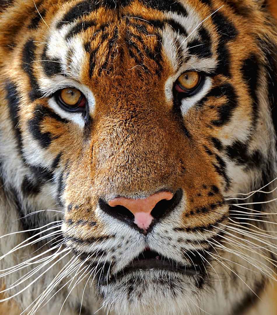 Animal Extreme Close-up Siberian Tiger